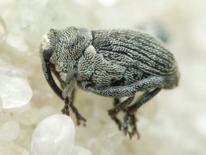 Ceutorhynchus typhae (Herbst, 1795)